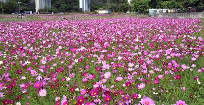 一面コスモスじゅうたん　金武・伊芸、18日にまつり