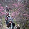 サクラ　彩る　夜桜も幻想的…