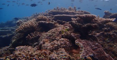 大浦湾のサンゴ「被度」が減少　環境団体がリーフチェック　温暖化や土砂堆積で