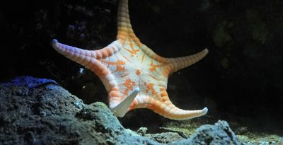 沖縄の深海で新種のヒトデ発見　「チュラウミゴカクヒトデ」　美ら海水族館で世界初展示