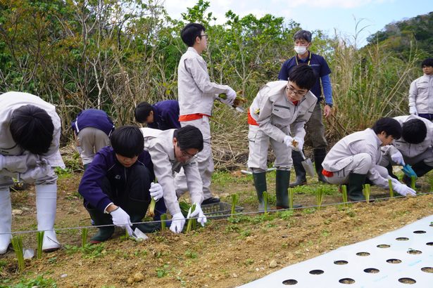 ベチバーで赤土防止　辺土名高　授業で植え付け