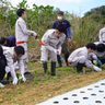 ベチバーで赤土防止　辺土名高　授業で植え付け