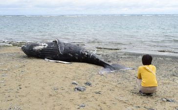 国頭の海岸にザトウクジラの死骸　体長は約5メートル　今年生まれたばかりのメスか　沖縄