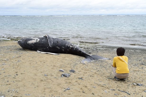 国頭の海岸にザトウクジラの死骸　体長は約5メートル　今年生まれたばかりのメスか　沖縄