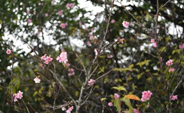 今年の桜は遅咲きなの？　花芽前の台風、開花時期を左右＜ニュースはじめの一歩＞