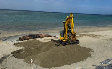 死んだザトウクジラ、砂浜に埋める　腐敗臭漂い「カラスがつつき悲しかった」　国頭・沖縄