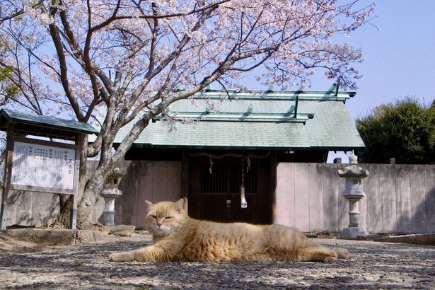 想田監督の猫映画上映　ベルリン映画祭