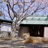 想田監督の猫映画上映　ベルリン映画祭