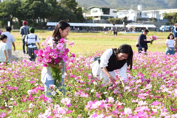 紅白の花鮮やか　金武町伊芸区で4年ぶりコスモス祭り　沖縄