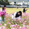 紅白の花鮮やか　金武町伊芸区で4年ぶりコスモス祭り　沖縄