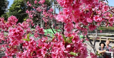 やっぱりきょうは暑かった！　西表島で27.5度、5月上旬並み　各地で夏日、半袖でサクラ楽しむ　沖縄