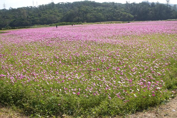 休耕地にコスモス満開　恩納村安冨祖