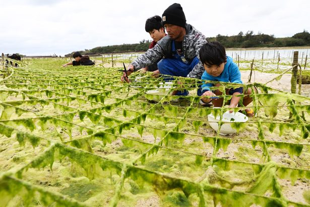 渚に広がる旬の味　南城奥武島、アーサ収穫　沖縄