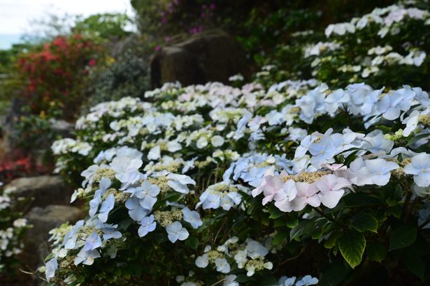 あすからアジサイまつり　名護・すえよし花園