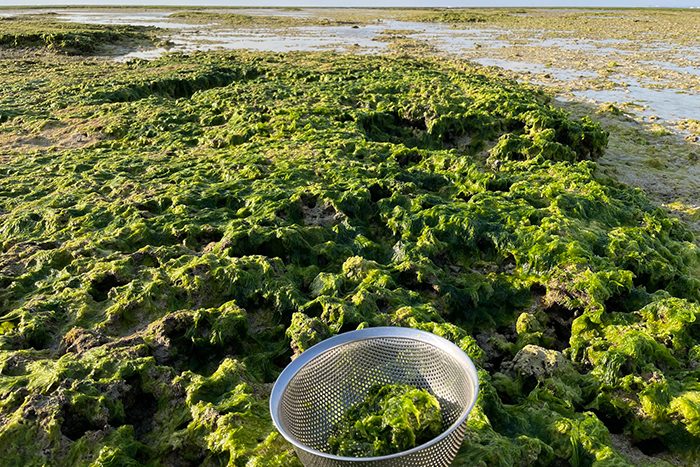 沖縄・海の生き物たち の記事一覧 - 琉球新報デジタル