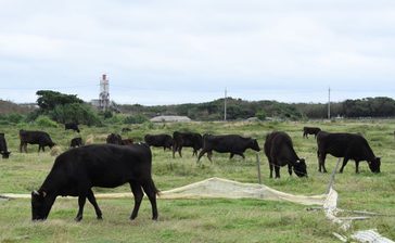 【写真多数・動画あり】人口230人、牛はその13倍　沖縄のハート形の島・黒島がモー烈に盛り上がる一日「牛まつり」　1等賞は牛1頭　竹富町
