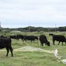 【写真多数・動画あり】人口230人、牛はその13倍　沖縄のハート形の島・黒島がモー烈に盛り上がる一日「牛まつり」　1等賞は牛1頭　竹富町