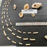 6000年前の「土器」や「貝製品」を続々発見　八重瀬町の須武座原遺跡　3月31日まで展示　沖縄