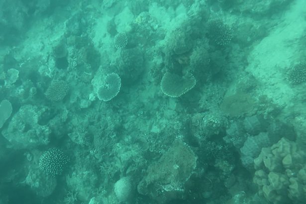 大浦湾、多様な種類のサンゴを確認　市民団体が観察会、保全訴える　沖縄