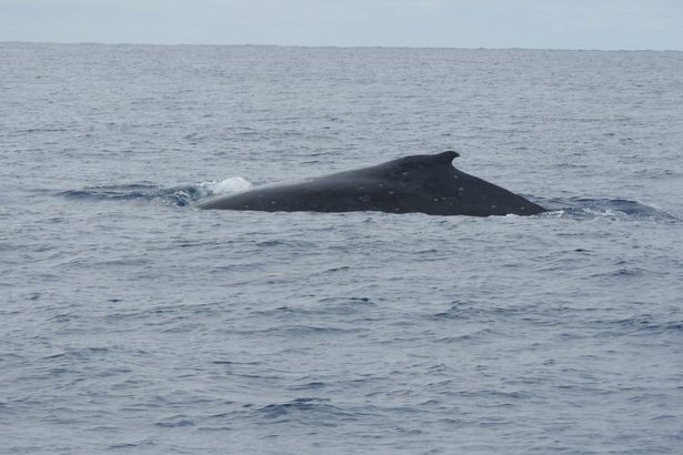 ザトウクジラ親子に会えた　本部町教委主催　親子２５人、船から歓声