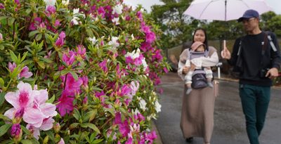 ツツジ鮮やか5万本　「東村民の森」で祭り　20日まで　沖縄