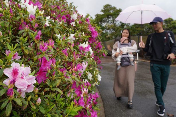 ツツジ鮮やか5万本　「東村民の森」で祭り　20日まで　沖縄