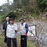 クメノサクラ千本開花　本部・伊豆味で祭り、３１日まで