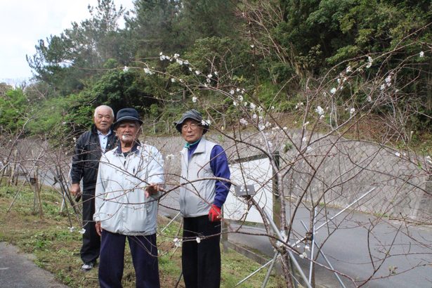 クメノサクラ千本開花　本部・伊豆味で祭り、３１日まで