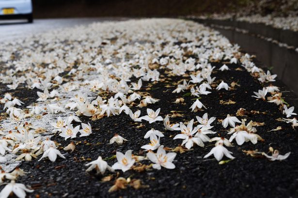 道路に白いじゅうたん　渡嘉敷、エゴノキの花