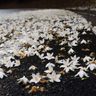 道路に白いじゅうたん　渡嘉敷、エゴノキの花