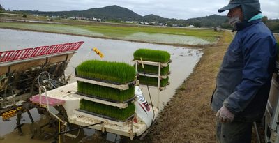 伊是名島で田植え始まる　今期180トンの収穫見込む　沖縄