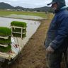 伊是名島で田植え始まる　今期180トンの収穫見込む　沖縄
