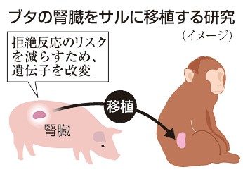 ブタ腎臓、サルに移植へ　京都府立医大など、人へ応用目指す