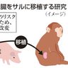 ブタ腎臓、サルに移植へ　京都府立医大など、人へ応用目指す