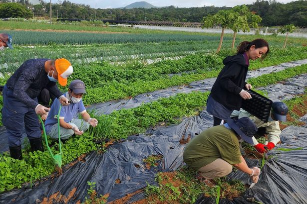 農福連携へ課題確認　宜野座、農場で実習