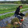 農福連携へ課題確認　宜野座、農場で実習