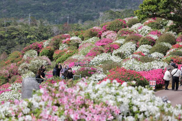 【動画あり】ツツジ、開花のピーク　山いっぱいに広がる　東村・村民の森　沖縄