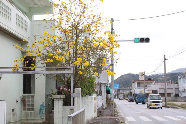 沿道のイペー満開に　本部の渡久地さん宅