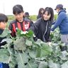 野菜たっぷり体験　沖縄・糸満　親子収穫ツアー楽しむ　