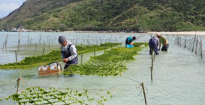 アーサ100キロを手刈り　渡名喜島で養殖が順調、10年ぶり収穫　沖縄