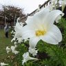 ユリの花びら、雨粒で「お手玉」　きょう春分、昼と夜の時間が等しく　沖縄