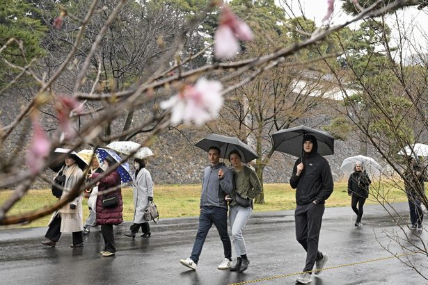 ＜はと笛＞乾通りの桜