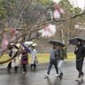 ＜はと笛＞乾通りの桜