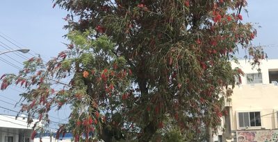 ブラシノキ　空に映え　うるまで開花