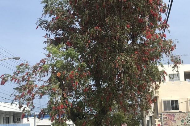 ブラシノキ　空に映え　うるまで開花