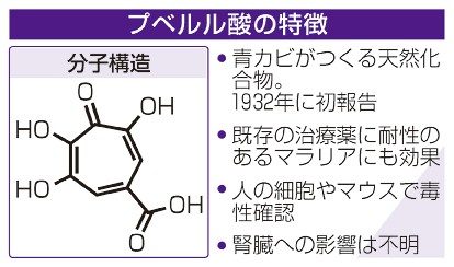 マラリアに効果も毒性あり　紅麹　青カビ生性のプベルル酸