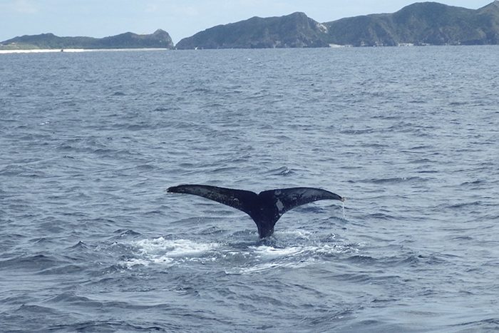 ザトウクジラの尾ひれの模様