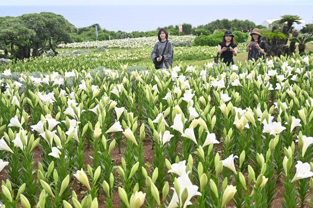 100万輪がお出迎え！「伊江島ゆり祭り」が開幕　世界中から100品種、大型連休に彩り　5月5日まで　沖縄