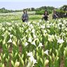 100万輪がお出迎え！「伊江島ゆり祭り」が開幕　世界中から100品種、大型連休に彩り　5月5日まで　沖縄