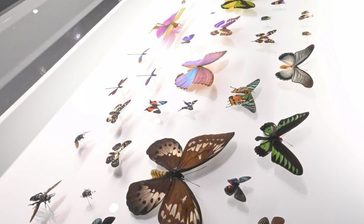 すべての虫ぎらいにお届けする「アートと虫の美しい世界」とは　りゅうPONで連載中のセイタ先生が制作　県立博物館・美術館で開催中　沖縄